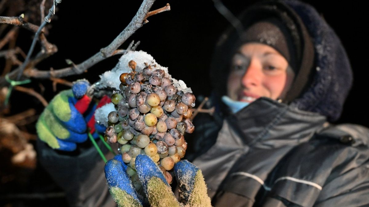 Vinaři sbírali hrozny pro výrobu ledového vína, teploty byly optimální